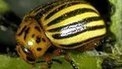 Plant pests: The biggest threats | Plant health | Scoop.it