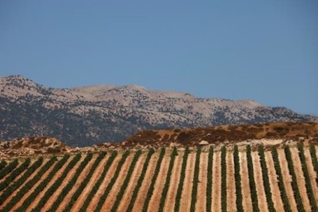 Retour sur l'histoire des vins libanais &agrave; l'occasion de la journ&eacute;e du Liban | My Bettane+Desseauve | Charliban Lebnen | Scoop.it