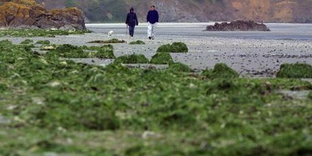 Les plages fran&ccedil;aises, mauvaises &eacute;l&egrave;ves de l'Europe | IMMOBILIER 2013 | Scoop.it