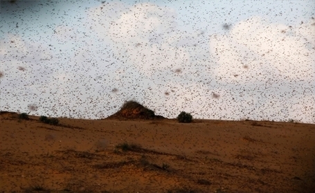 Tweeps blame Egypt&rsquo;s Muslim Brotherhood for &lsquo;curse of locusts&rsquo; | &Eacute;gypte-actualit&eacute;s | Scoop.it