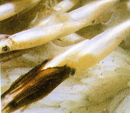 Flexible Sex Squid Tailor Sperm To The Environment Science 20 Flexible Sex Squid Tailor Sperm To The Environment Science 20
