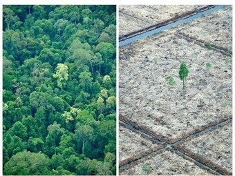 Fewer trees means less rain, decreased hydropower | Bio { Cultural } Diversity | Scoop.it