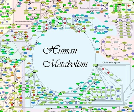 International Consortium Builds ‘Google Map’ of Human Metabolism | Amazing Science | Scoop.it