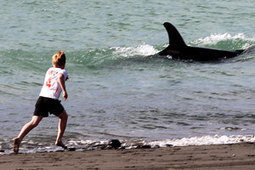 Raglan Harbour's killer views - Waikato Times | #Orca #Avenger Loki Mars | Scoop.it