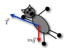 Video Analysis Tutorial and a cat | PhysicsLearn | Scoop.it