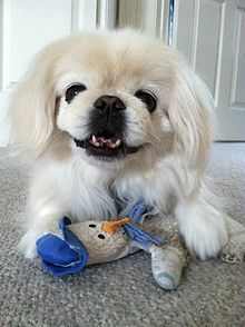 Brain scans show dogs have empathy | Empathy and Animals | Scoop.it