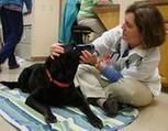 Topsham veterinarian goes to the dogs in Afghanistan | Gentle Dog Training and Care | Scoop.it