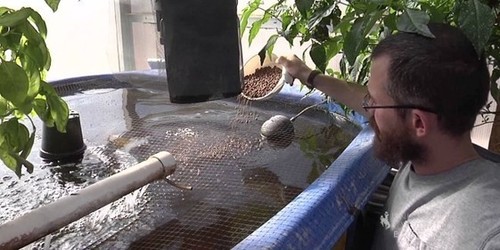 Backyard Aquaponics Diy System To Farm Fish With Vegetables