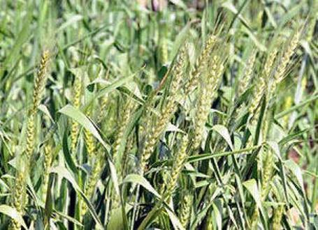 India: Inclement weather likely to hit wheat output in Punjab, Haryana | Wheat | Scoop.it