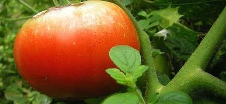 Urban farming program looking to expand in Vancouver's school district | OpenFile | Vertical Farm - Food Factory | Scoop.it