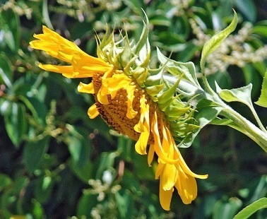 Support Valley of the Sunflowers | Downtown Phoenix | Sunflowers | Scoop.it