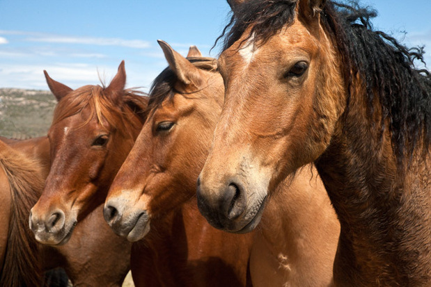 Colorado Horse Drive - By Jess R. Lee