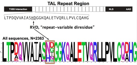 Genome Engineering with TAL Effector Nucleases | TAL effector science | Scoop.it