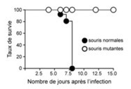 Une nouvelle voie pour stimuler le syst&egrave;me immunitaire | 21st Century Innovative Technologies and Developments as also discoveries | Scoop.it