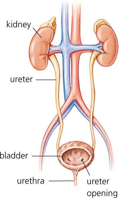 Urinary tract obstruction - Marshall L. Stoller, MD | The Best of Google Knol | Scoop.it