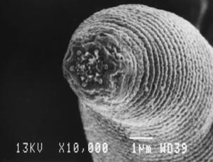 Scientists find "astonishing" life-forms deep below earth in South Africa | South Africa | Scoop.it