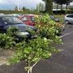 Vents violents : coupures d'&eacute;lectricit&eacute; en Auvergne et en Haute-Savoie - Le Parisien | Climat et m&eacute;t&eacute;o | Scoop.it