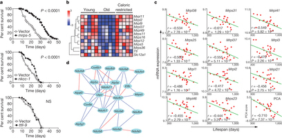 Mitonuclear protein imbalance is as a conserved mechanism to regulate longevity | Amazing Science | Scoop.it