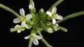 Plants' 'spring switch' revealed | The Glory of the Garden | Scoop.it