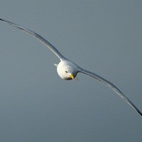 Gulls decline blamed on environment - The Press Association | In Deep Water | Scoop.it