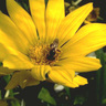 Community Gardening Resources