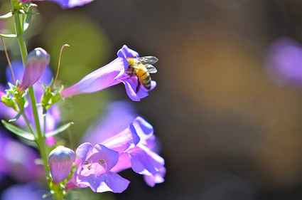 Photo Friday: Nature - As I've Never Seen It | Seeing Things | Better Life Edge | Scoop.it