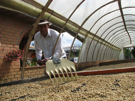 Miami Herald: Colombia&rsquo;s fight against coffee blight may show the way for stricken Central America (2013) | Plants and Microbes | Scoop.it