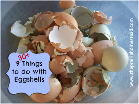 30+ Things to Do with Eggshells | The Prairie Homestead | Sizzlin' News | Scoop.it