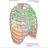 img_Anatomie