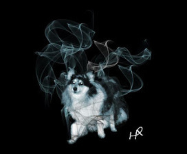 Pottermore Insider: Our favourite Patronus Charm fan art... | Pottermore | Scoop.it