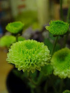 Green Poppies: Knowing the carbon foot print of the products we buy | Environment & Ecology | Scoop.it