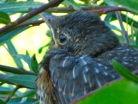 Gardens Eye View &raquo; Blog Archive &raquo; Leaving the Nest | Journeys Through Life | Scoop.it