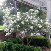 Plant A Smaller Crepe Myrtle This Year | Natural Soil Nutrients | Scoop.it