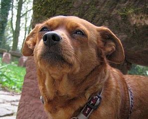 Leinenzwang f&uuml;r den Spa&szlig;? F&uuml;r gefahrloses Freilaufen von Hunden | Pressenet | Scoop.it