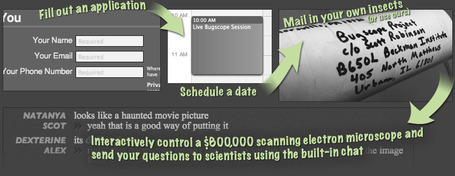 Bugscope: Home | MyWeb4Ed | Scoop.it