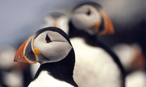 Fears for seabirds as global warming affects coastline