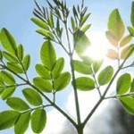 New Study Shows Moringa Oleifera Scores Highest Antioxidant Content in Food | Miracle Moringa | Scoop.it