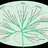 Fungal|Oomycete Biology