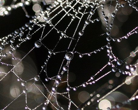 Learn Like an Arachnid: Why I&rsquo;m MOOCifying | Hybrid Pedagogy | Janine DeBaise | kgitch on learning and technology | Scoop.it