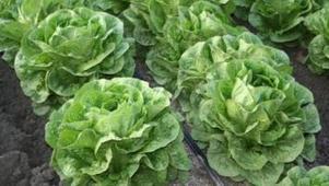Arizona Veg IPM: foxglove aphid and lettuce dieback | Plant health | Scoop.it