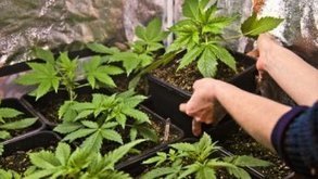 Le cannabis l&eacute;gal en R&eacute;publique tch&egrave;que &agrave; des fins th&eacute;rapeutiques | Union Europ&eacute;enne, une construction dans la tourmente | Scoop.it