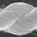 Creating Artificial Muscles More Powerful Than Anything In Nature | Biomimicry | Scoop.it