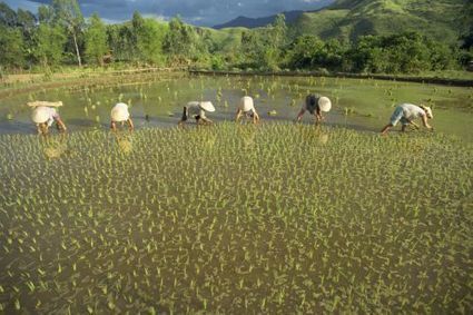 El mar inunda arrozales del delta del r&iacute;o Mekong - IPS Noticias | CGIAR Climate in the News | Scoop.it