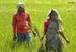 'Green bullet' innovations aim to feed world of 9 billion - IBN Live | CGIAR Climate in the News | Scoop.it
