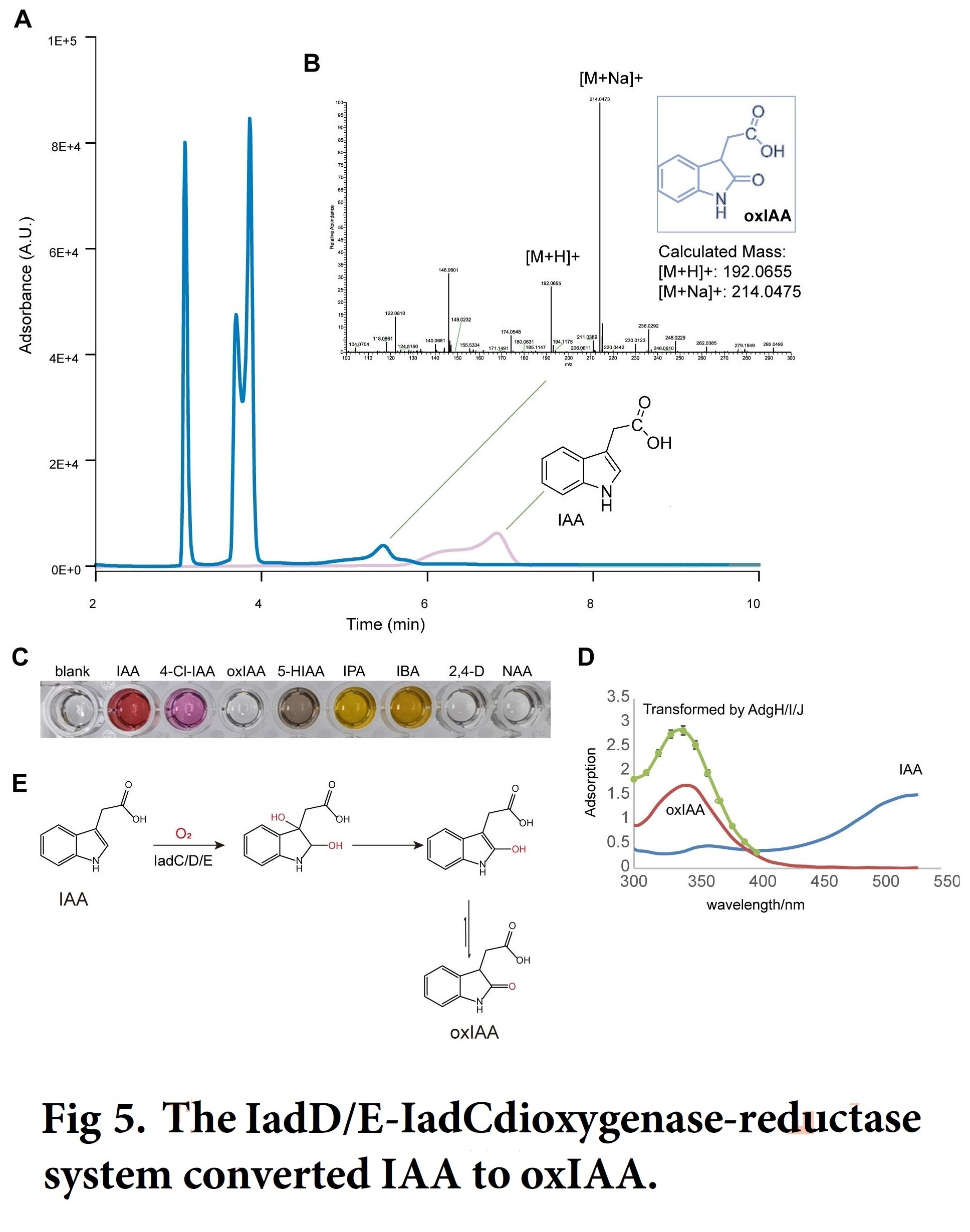 Structural And Biochemical Characterization Of