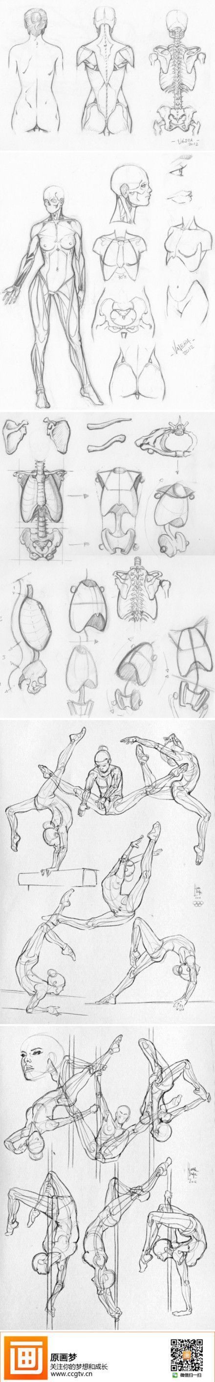 Human Anatomy Reference Guide | Drawing Referen...