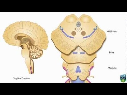 Neurology YouTube Channel | Salud Social Media | Scoop.it