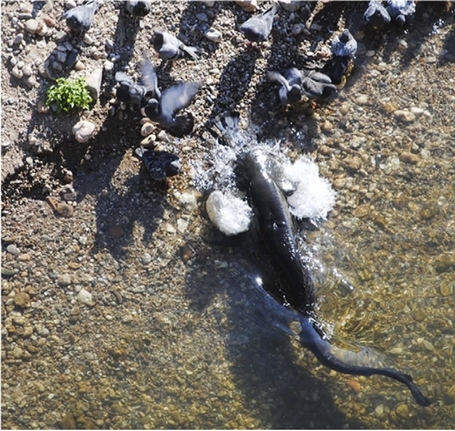 En vid&eacute;o : des poissons-chats albigeois se nourrissent de pigeons ! | 21st Century Innovative Technologies and Developments as also discoveries | Scoop.it