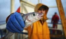 50% in 10 years: a new global collaboration to restore fisheries | The Big Picture | Scoop.it