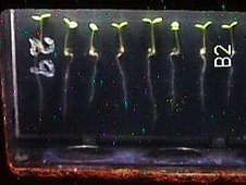 NASA - Why Study Plants in Space? | Bio { Cultural } Diversity | Scoop.it